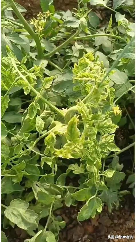 番茄病害图片100张