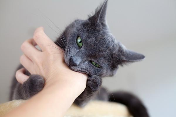 小猫咪扑人是咋回事