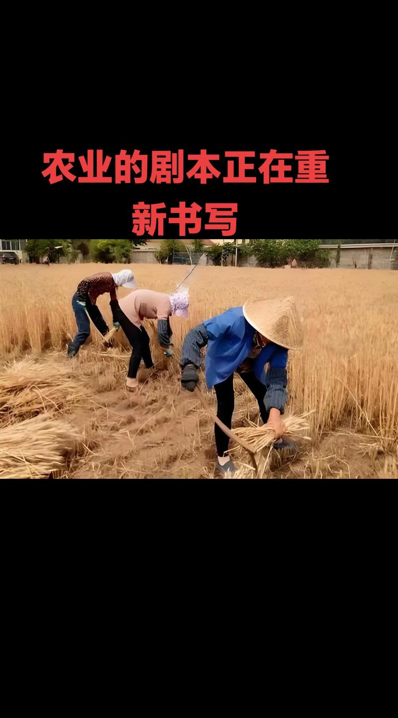 我的小农院安卓版时间
