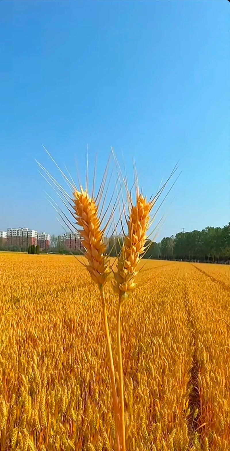 小麦圈赚钱App看视频