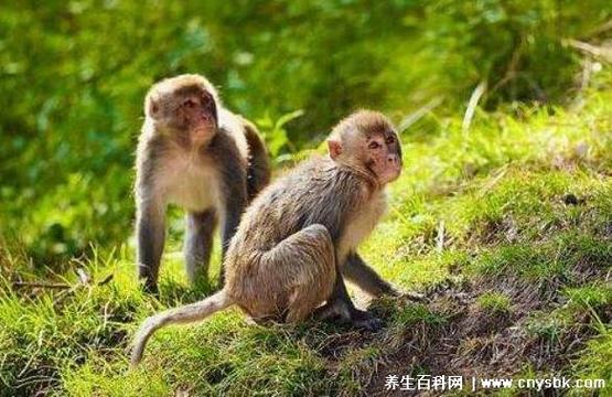 寿命最长的3个生肖