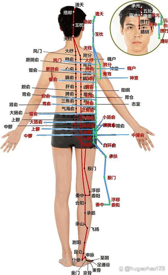 全身的准确位置图片上完