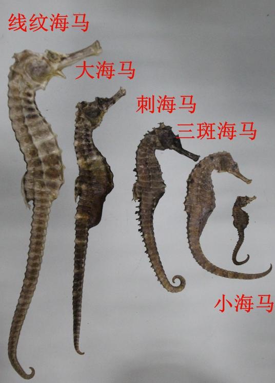 为什么中医用海马不用海龙