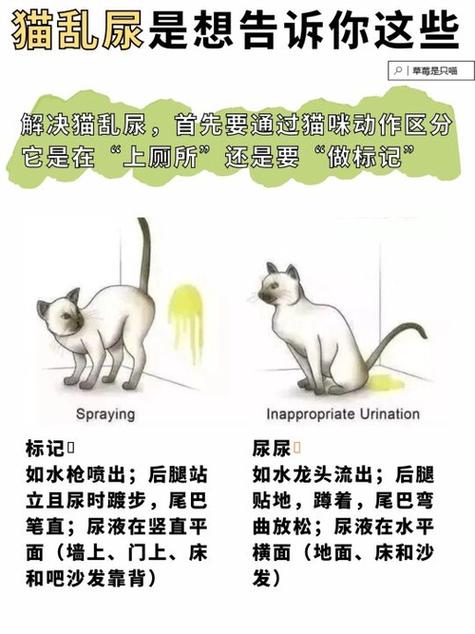 母猫不会帮小猫清理大小便怎么办