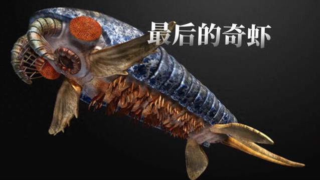 最后一只奇虾照片