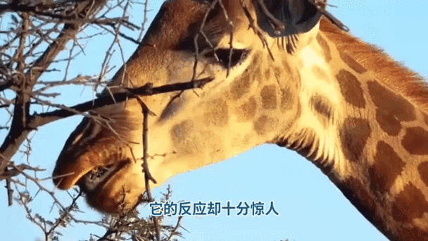 5.56能打死老虎吗