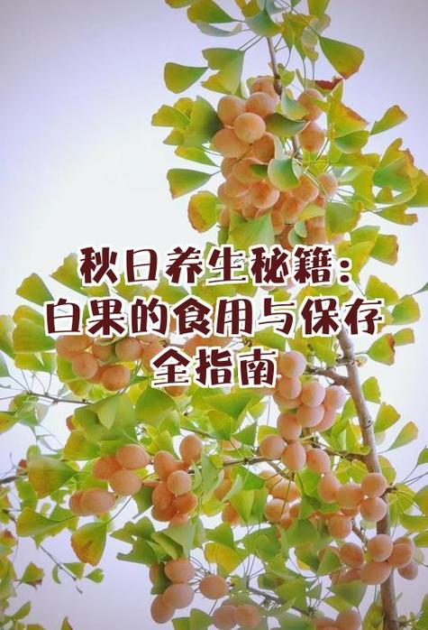 吃白果有什么好处和功效