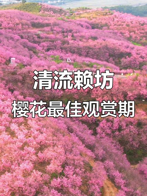 樱花直播平台介绍图标