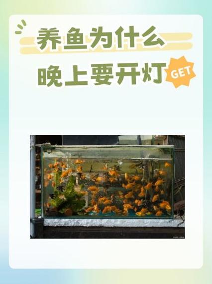 养鱼为什么要灯光照着