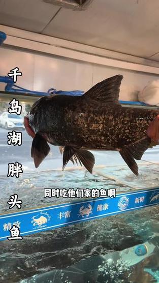 链子和胖头是一种鱼么