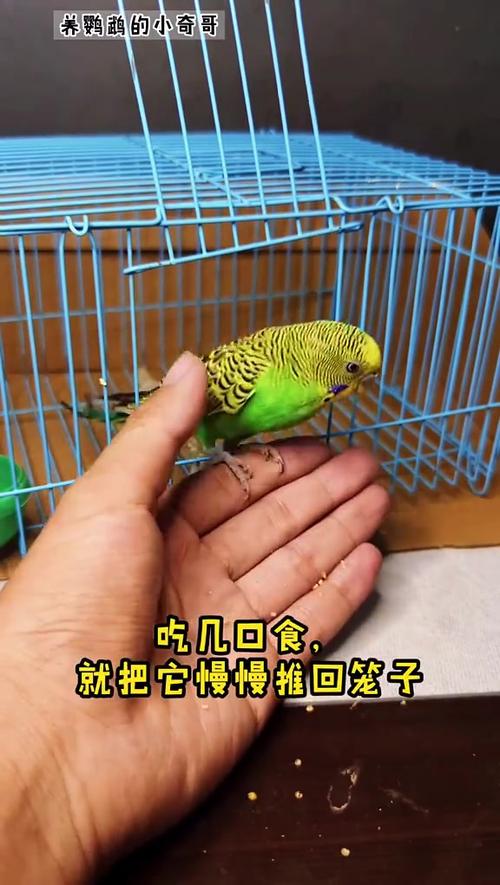 虎皮鹦鹉怎么上手快