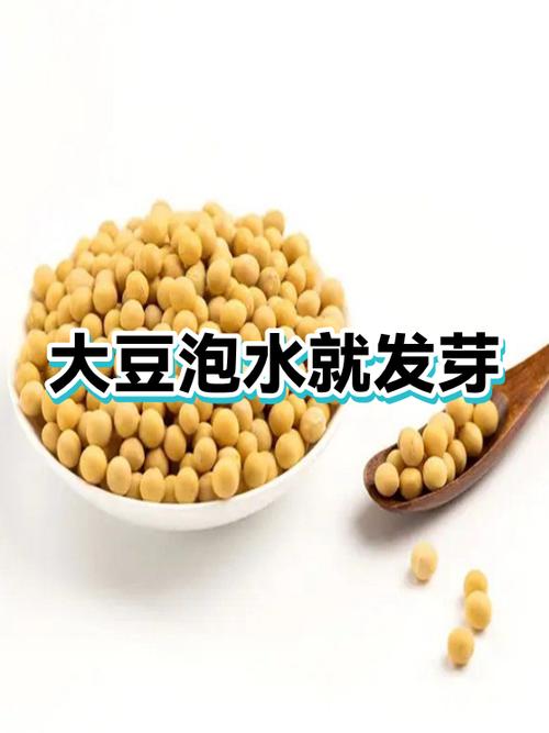 种大豆要泡水吗