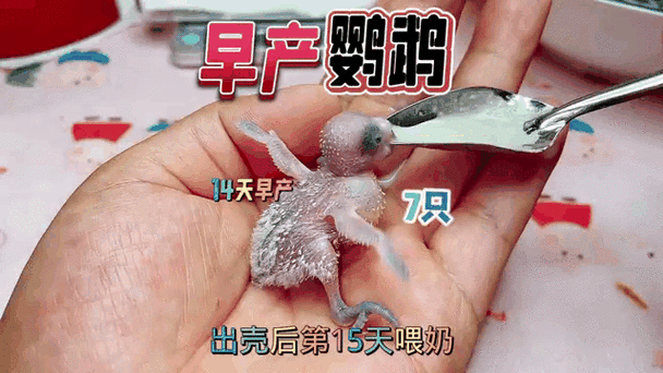 虎皮鹦鹉幼鸟多久出窝单养缩略图