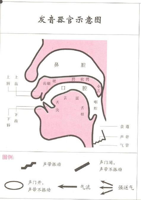 人类是如何发声的