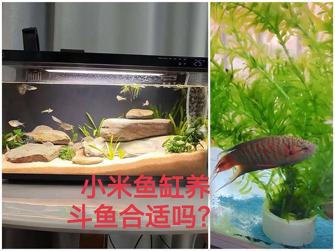 小米鱼缸最忌三种鱼