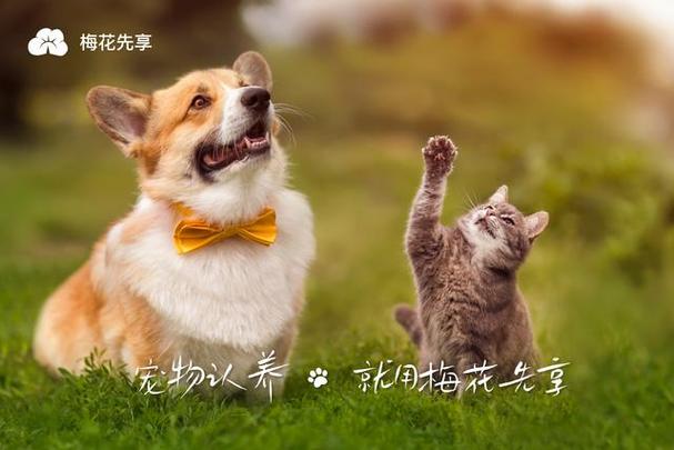 猫狗影院的应用范围