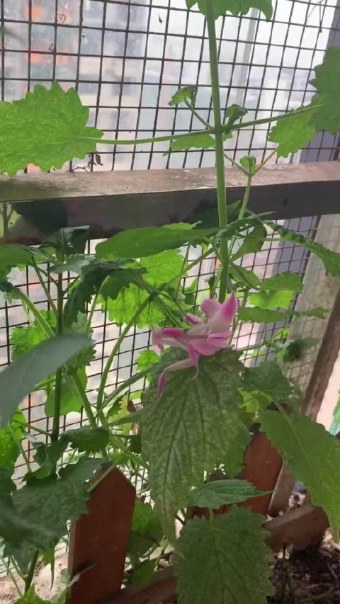 变色螳螂