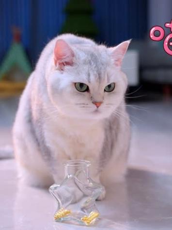 七宝救小圆子最后死了