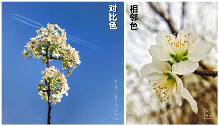 色彩对比明显的图片