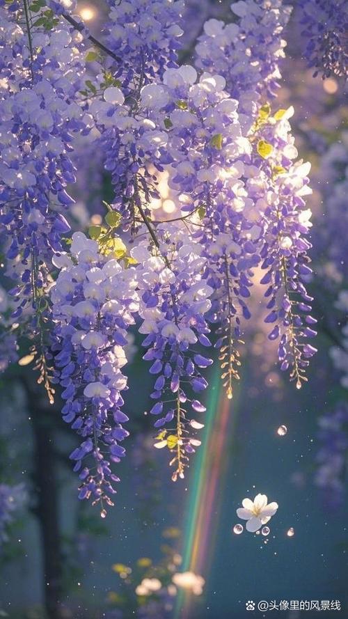 紫藤花