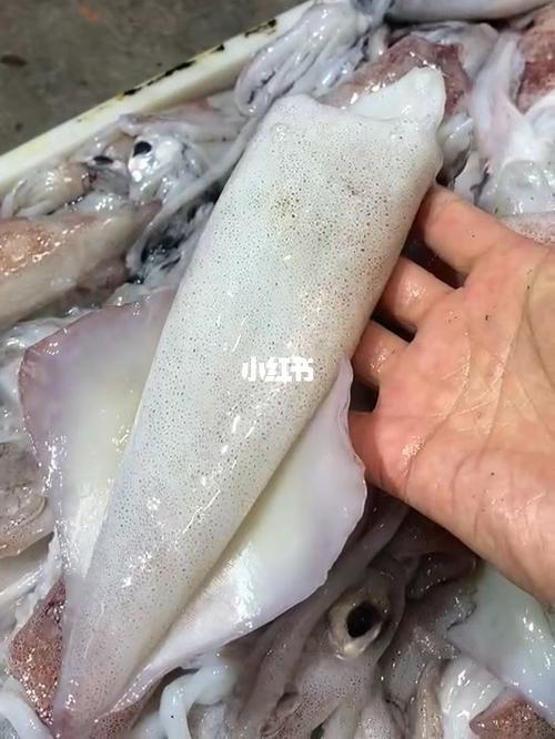 鱿鱼 图片