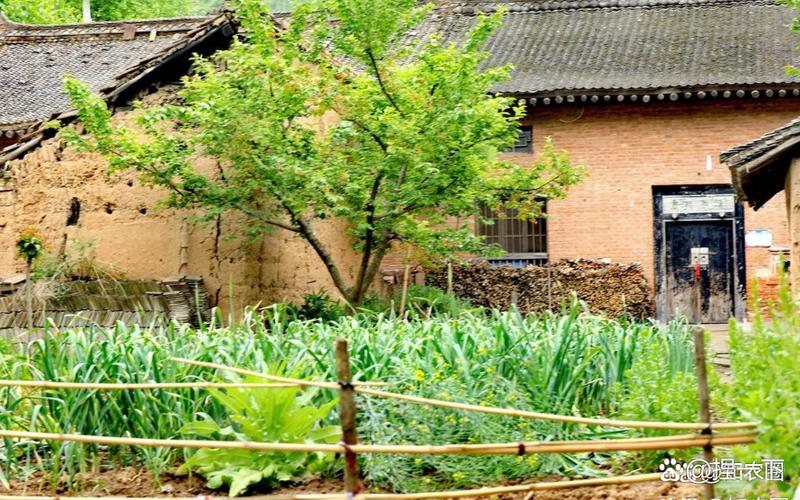 爷爷家的小院环境如何缩略图