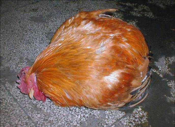 鸡死了全身发红
