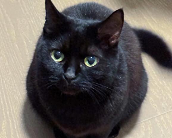 黑猫赚