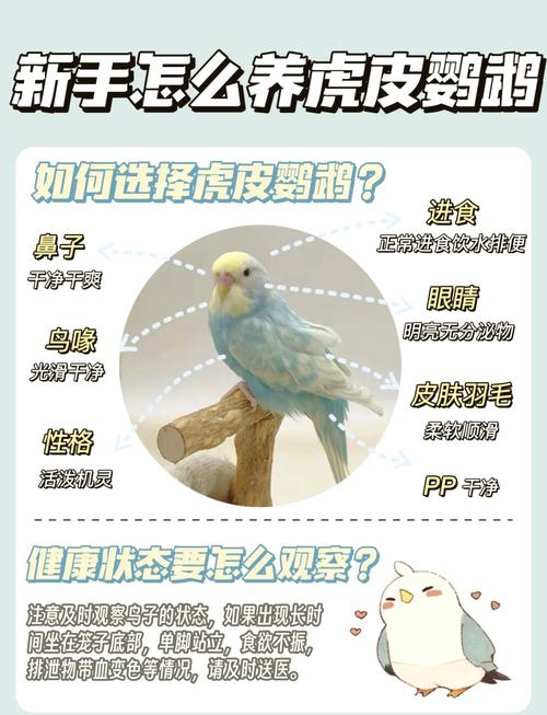 虎皮鹦鹉单养好还是养一对图标