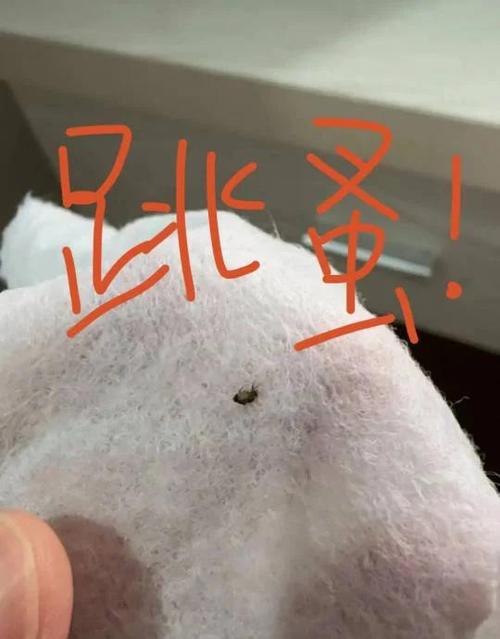 猫生跳蚤怎么消灭最彻底方法