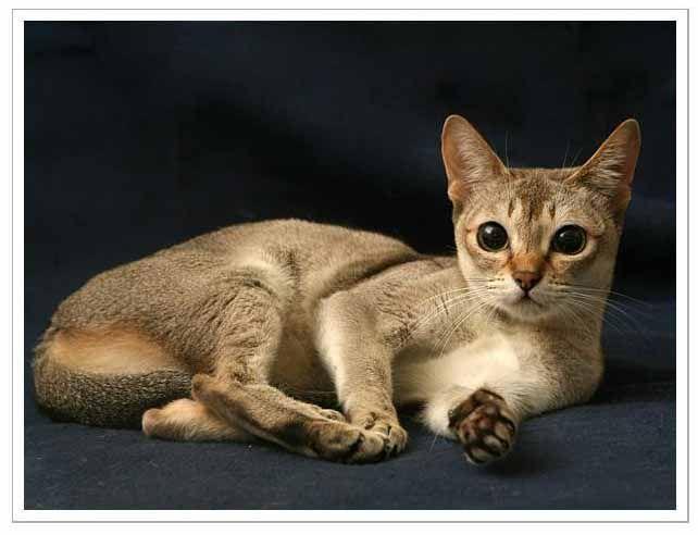 埃及猫的链接分享
