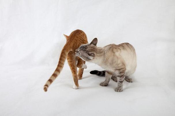 主人多久可以碰小猫