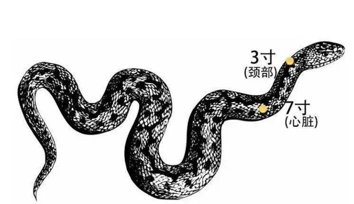 抓蛇抓七寸是什么意思
