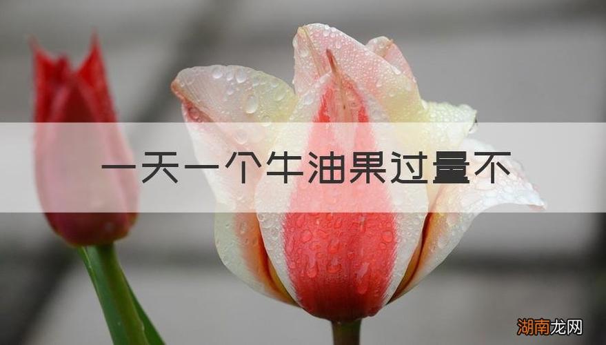 一天一个牛油果过量不