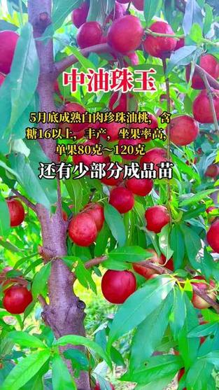 2020一2021年桃树新品种