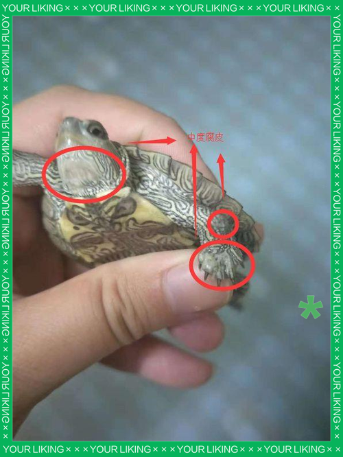 乌龟腐皮怎么治