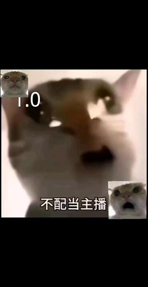网红主播小猫