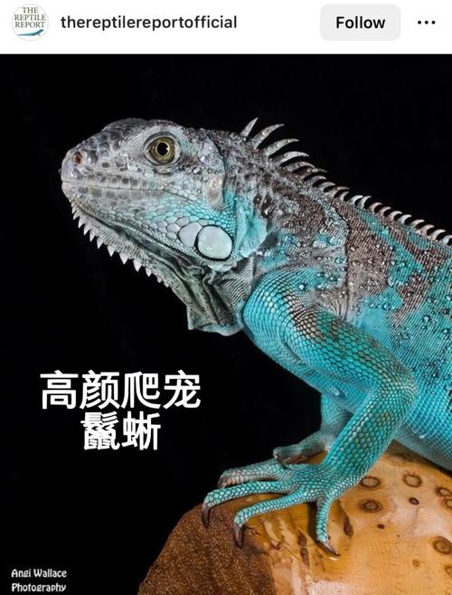 荒野大镖客2鬣蜥在哪儿刷