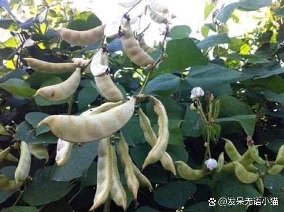 动短如豆