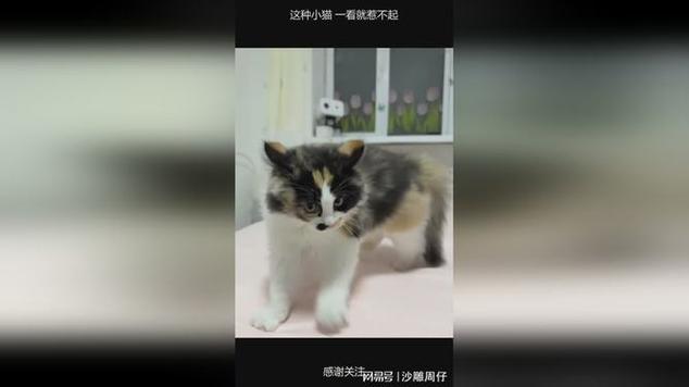 估号猫官网游戏截图