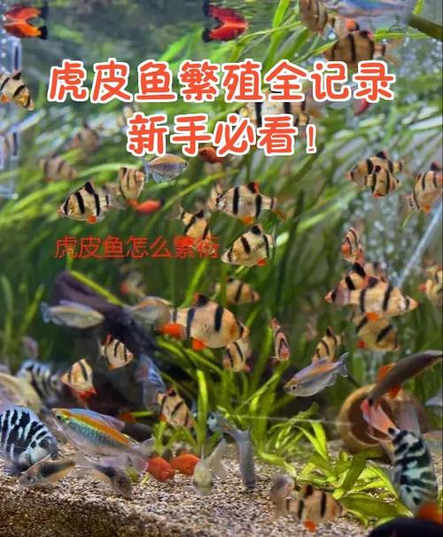 鱼繁殖的全过程视频缩略图