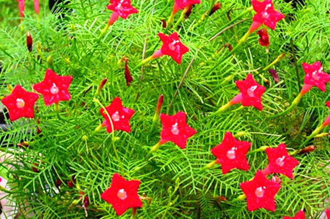游龙花图片截图