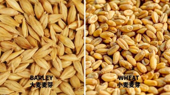大麦芽与麦芽有什么区别