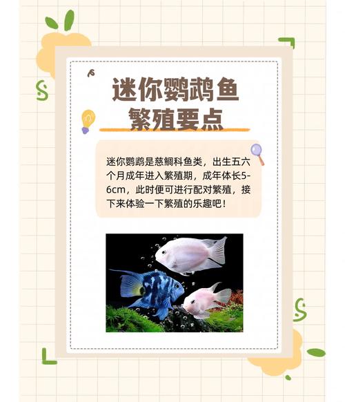迷你世界养鱼怎么繁殖