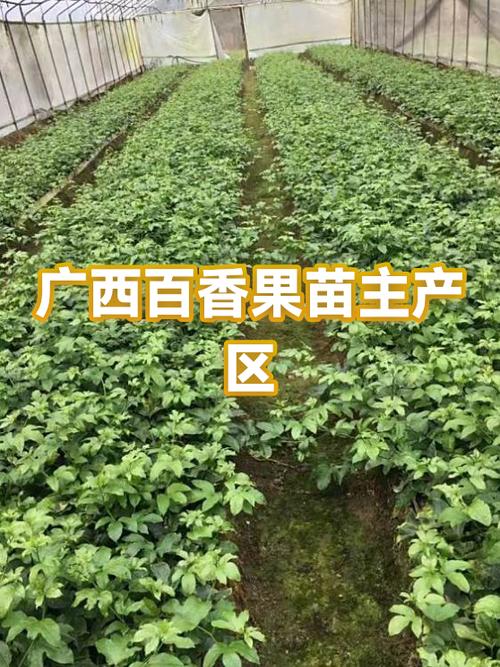 百香果果苗