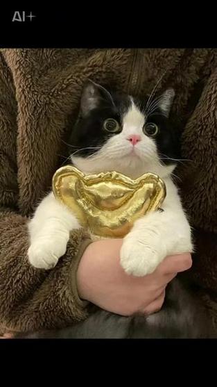 网红话痨猫元宝的智商
