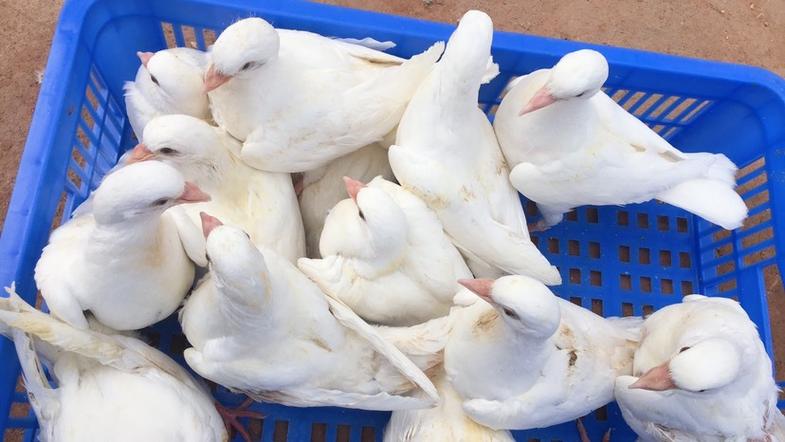 专门下蛋的鸽子品种