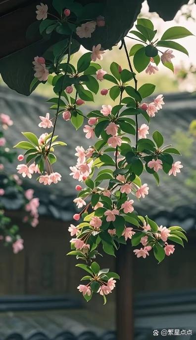 海棠花