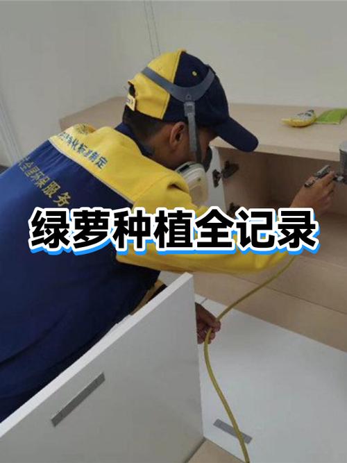 网购绿萝用缓苗吗