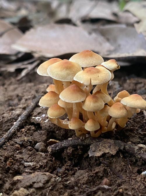 球球大作战白嫖金蘑菇